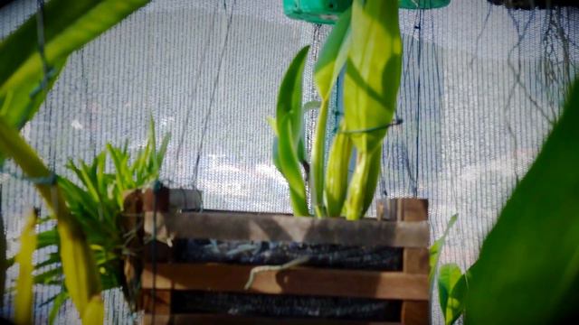 🌿🏳🌈💚 Terraço UpDate - Como ficou depois da reforma?! - Maio/2021 #Orchids #Orquidário #Orquídeas смотреть онлайн