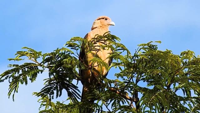 Каракары - самые хищные птицы смотреть онлайн