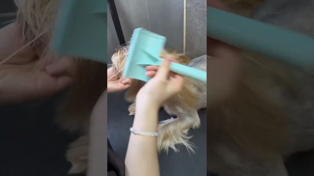 Нетипичная стрижка для Йорка. Как вам? #йорк #рек #fyp #viral #dog #remix #собака #love #pet смотреть онлайн