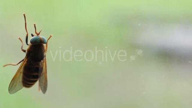 Fly Insect Sitting On The Glass