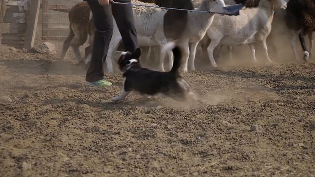 CARDIGAN WELSH CORGI ALL ABOUT HERDING смотреть онлайн