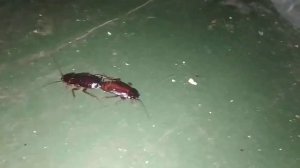 ДОМАШНИЕ ТАРАКАНЫ. СПАРИВАНИЕ