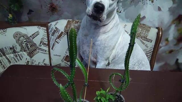 Эксперимент № 8 Выращивание маракуйи (пассифлоры) и питахайи из семян. День 275 смотреть онлайн