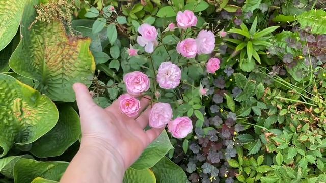 Утренний поцелуй / ПРИМЕРКА / Любаша красавица / А что с огурцами ? 29 августа 2021 г. смотреть онлайн