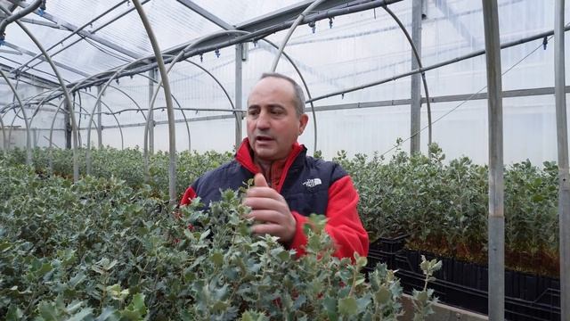 TRUFAS: Por Qué Son Tan Caras Y Como Cultivarlas смотреть онлайн