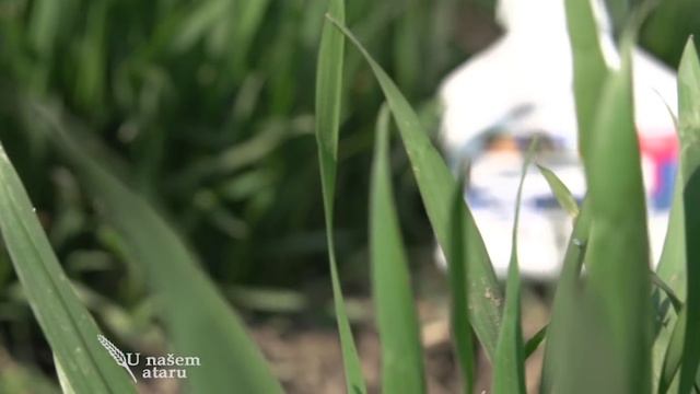 Zastita psenice preparatom Acanto plus, DuPont U nasem ataru 579 смотреть онлайн