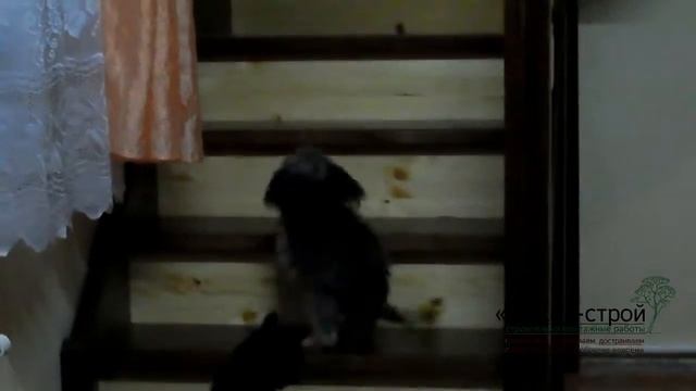 Изготовление деревянной лестницы с комбинированной расцветкой Красноярск смотреть онлайн