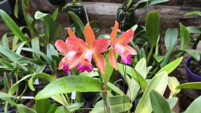 Cultivo de orquídeas na pedra brita (resultado) смотреть онлайн