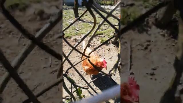 Шляповирус и Храбрый Петушок. ? смотреть онлайн
