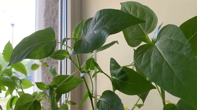 Мирабилис после прищипки!!!???.Обзор рассады. Mirabilis.