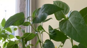 Мирабилис после прищипки!!!???.Обзор рассады. Mirabilis.