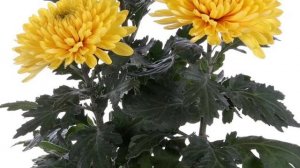 # что означают цветы в ваших букетах# язык цветов#