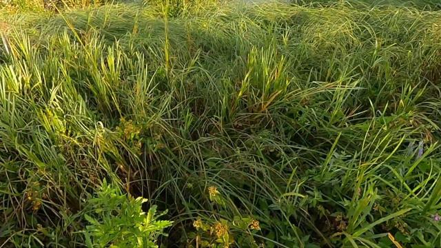 На утку с подхода.Осень 2021.Дратхаар. смотреть онлайн