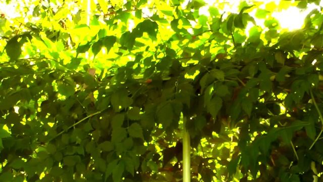 Пение птиц, жужжание пчел. Звуки природы. Релакс Singing Birds, Buzzing Bees. Sounds Of Nature Rela