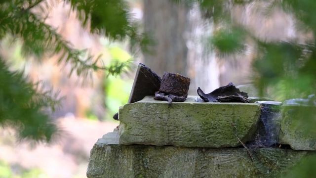 Zerstörte Siedlung - Krieg 1945 - Forsthaus Wunder | Destroyed Settlement смотреть онлайн