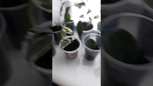 Размножение комнатных растений смотреть онлайн