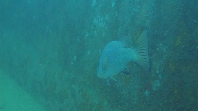 Дайвинг в Тайланде. Погружения на HTMS Sattakut с дайвинг центром 