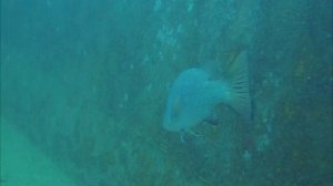 Дайвинг в Тайланде. Погружения на HTMS Sattakut с дайвинг центром "Scuba Birds", остров Ко Тао,