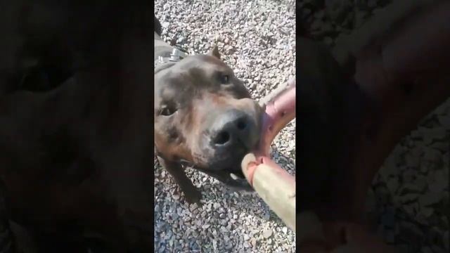 Собачьи бои питбулей. Тренировки боевых питбулей. Сагчанги 2020 Точикистон, Шарора смотреть онлайн