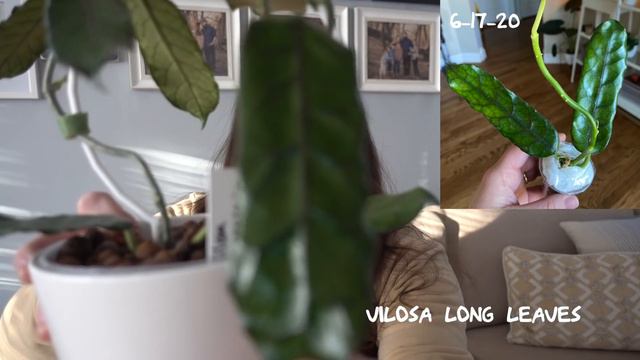 Then & Now....Plant Growth Before & Afters смотреть онлайн