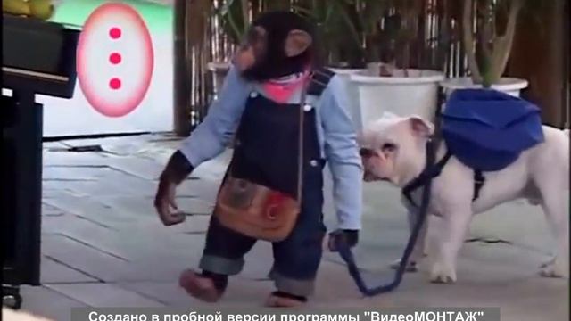 Обезьяна выгуливает собаку . Monkey walking a dog. смотреть онлайн