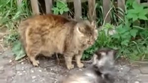 Драка кошек во дворе