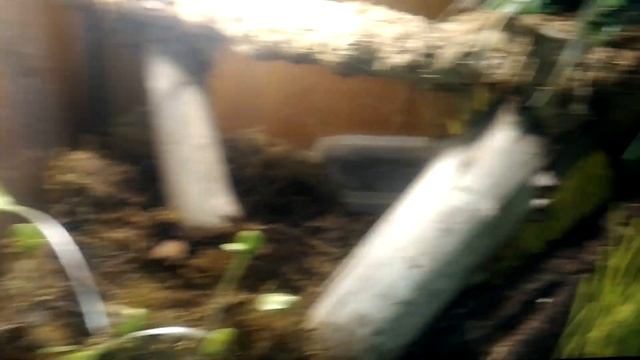 Амазонские древесные удавы (Corallus hortulanus) смотреть онлайн