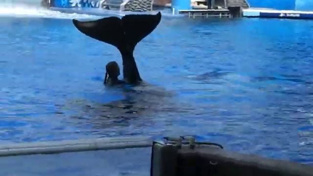 Orca Killer Sea World Trainer,,,, Terrible,, Horrible... Amazing