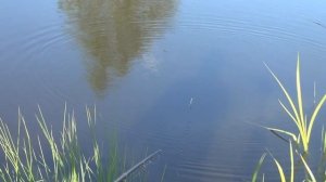 Чем кормить белого амура и толстолобика! Смотрим на сколь подросла рыба! Карп растет!