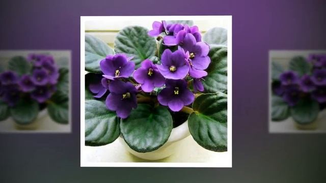 Фиалка комнатная смотреть онлайн