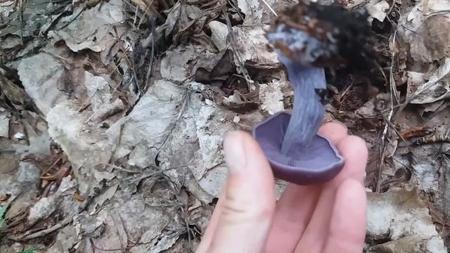 С чем можно перепутать шампиньоны? Первые подберевовики 2021 года. смотреть онлайн