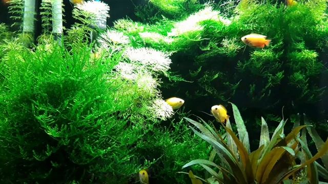 Мои медовые гурами смотреть онлайн
