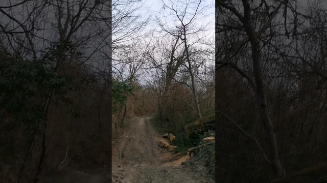 Relax for your soul. Secret of the Woods _ hhandpan music _ Malte Marten and walk in forest смотреть онлайн