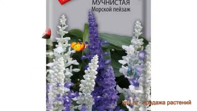 Сальвия обыкновенный Мучнистая Морской пейзаж ? обзор: как сажать, семена сальвии