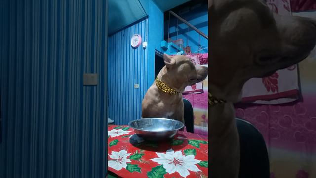 PITBULL PATIENCE TEST | | DOG PATIENCE CHALLENGE | | CHALLENGE ACCEPTED | ISKONATICS смотреть онлайн