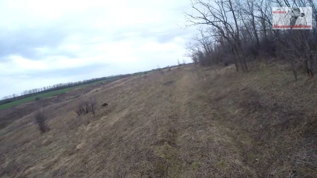 куропатки, фазаны, охота с дратхаарами, Ростовская обл 2022г. смотреть онлайн