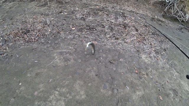 Мегаклёв щуки. Сколько же тут её? Странствие по реке продолжается... смотреть онлайн