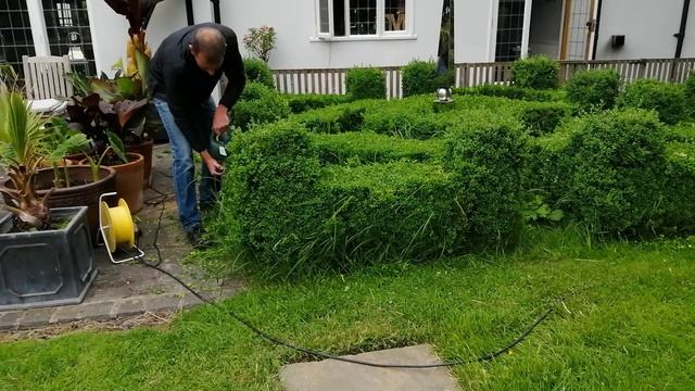 Boxwood Topiary Parterre. Buxus Sempervirens. смотреть онлайн