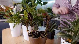 Тенелюбивые растения для северной стороны и темных комнат