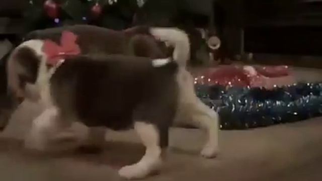 Поздравление с годом собачки~номер 2 🐶 смотреть онлайн