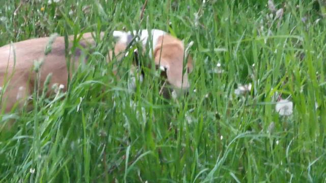 Beagle MATTEO eats flowers. Бигль Маттео ест одуванчики. смотреть онлайн