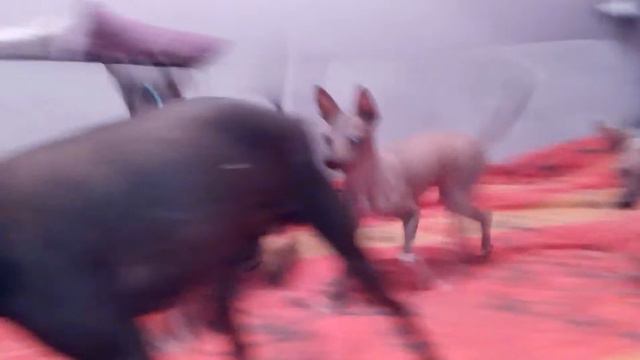 VID_20150806_231352.3gp