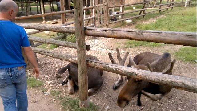 Сохатый (с) смотреть онлайн