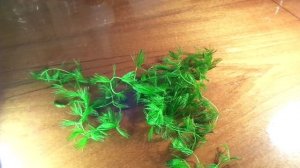 Роголистник. Аквариумное растение для начинающих №1 аквариум 300 литров