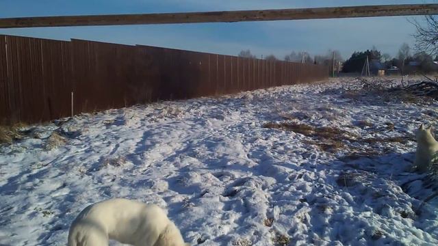 Лайки балдеют от снега