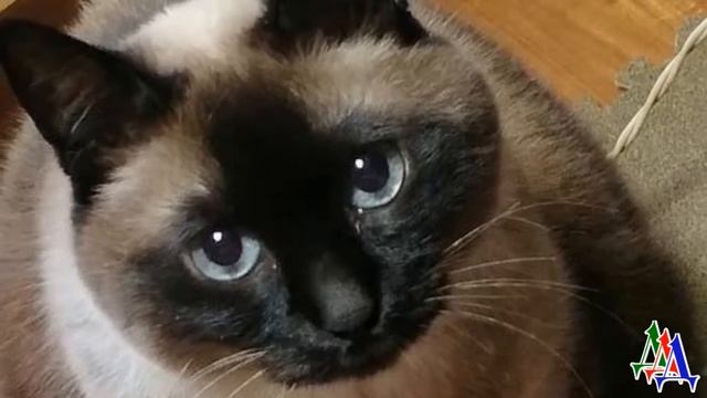 КОШКА пустилась наутек, увидев бывшую хозяйку