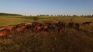 Лучшие мелодии мирового кино в оркестровом исполнении