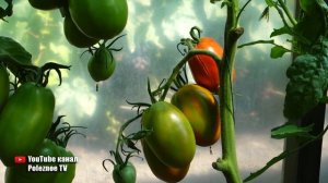 СЛИВКА ГИГАНТ ЭТОТ ТОМАТ ПОТРЯСАЕТ СВОИМ РАЗМЕРОМ И ВКУСОМ