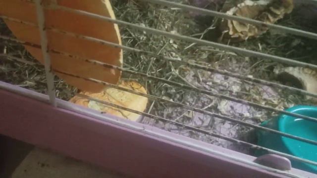 Реакция хомяков 🐹 на камень🥔 для стачивания зубов 😆 смотреть онлайн