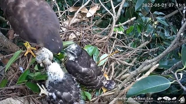 Rat breakfast for two! Crested Goshawks. 21 May 2022 смотреть онлайн